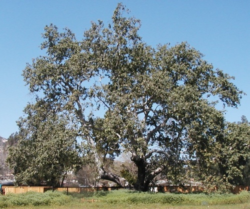 Kent Sycamore